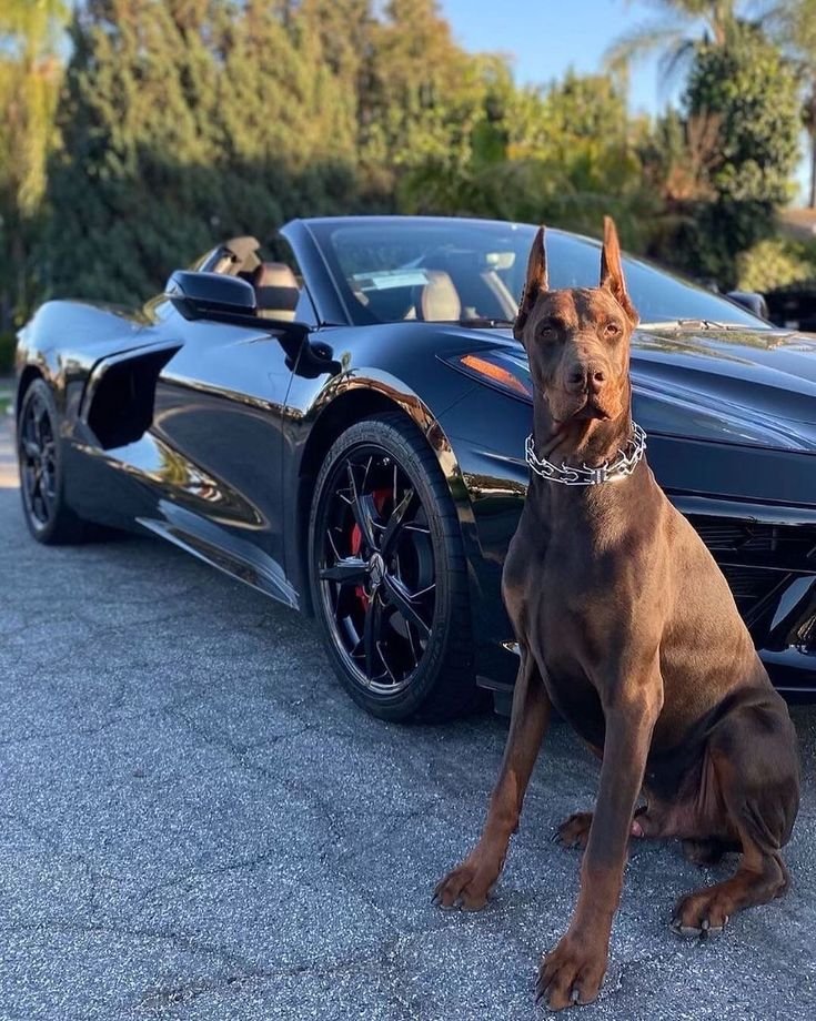 Pet Luxury Germany Zoohandlung